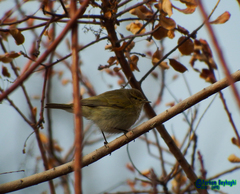 Phylloscopus collybita