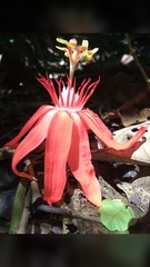 Passiflora vitifolia