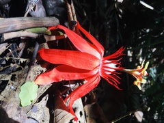 Passiflora vitifolia