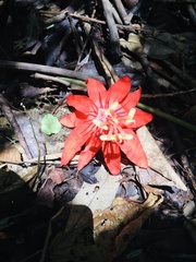 Passiflora vitifolia