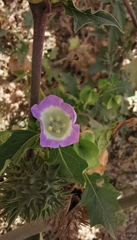 Nicandra physalodes