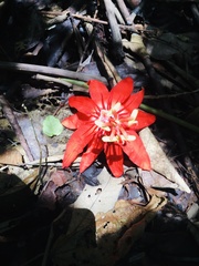 Passiflora vitifolia