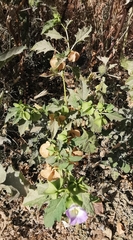 Nicandra physalodes