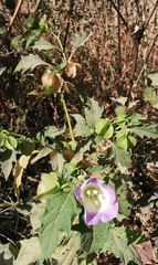 Nicandra physalodes