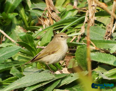 Phylloscopus collybita