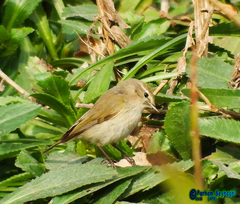 Phylloscopus collybita