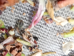 Periphyllus obscurus