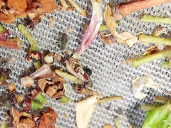 Periphyllus obscurus