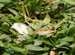 Phylloscopus collybita