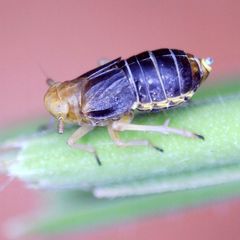 Ditropis pteridis
