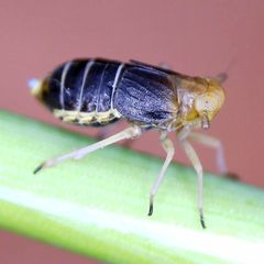 Ditropis pteridis