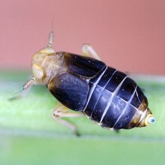 Ditropis pteridis