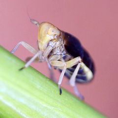 Ditropis pteridis