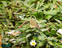 Phylloscopus collybita