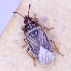 Chilacis typhae