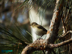 Phylloscopus collybita