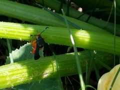 Eichlinia cucurbitae