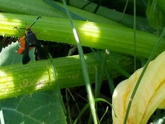 Eichlinia cucurbitae