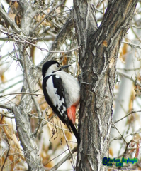 Dendrocopos syriacus