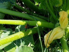 Eichlinia cucurbitae