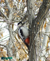 Dendrocopos syriacus