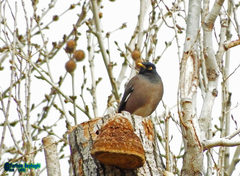 Acridotheres tristis
