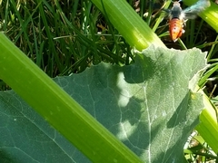 Eichlinia cucurbitae