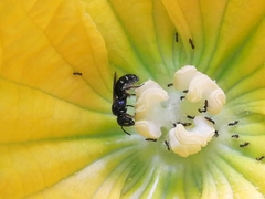 Ceratina perforatrix pyramidalis