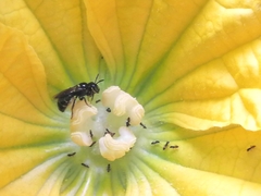 Ceratina perforatrix pyramidalis