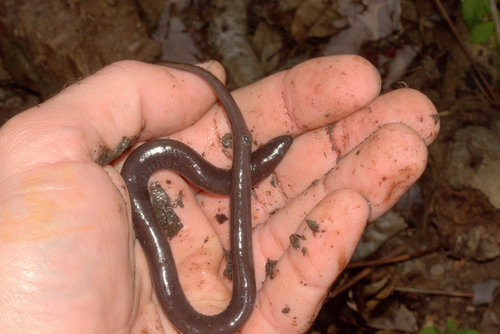One-toed Amphiuma