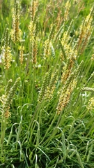 Plantago maritima serpentina
