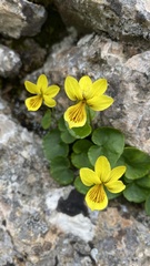 Viola caucasica
