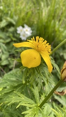 Trollius ranunculinus