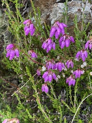 Erica cinerea