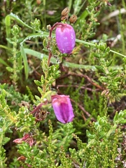 Erica cinerea