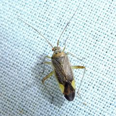 Closterotomus trivialis