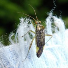 Closterotomus trivialis