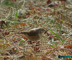 Phylloscopus collybita