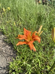 Hemerocallis fulva kwanso