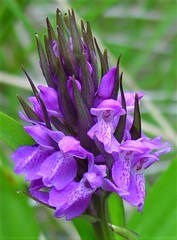 Dactylorhiza praetermissa