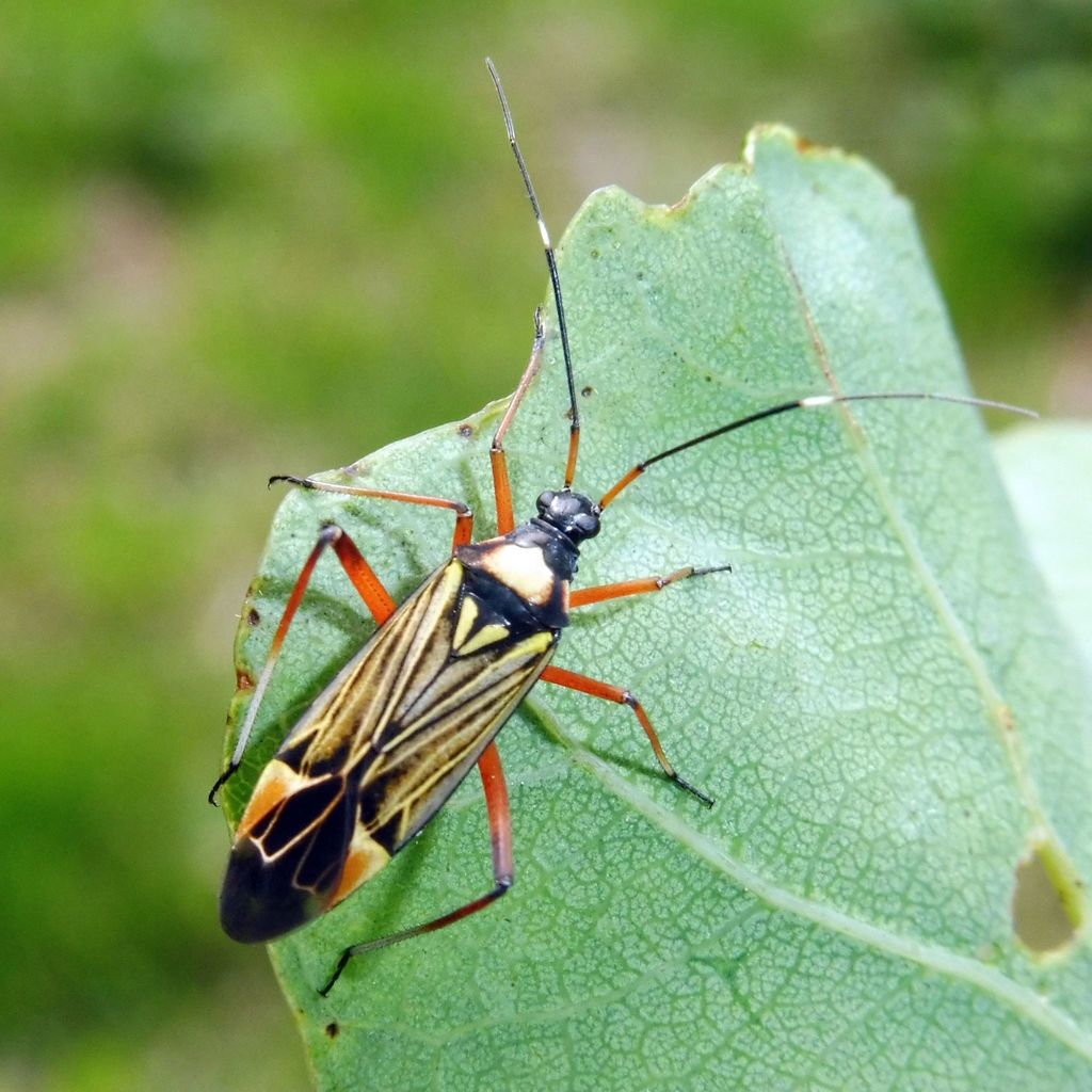 streaked plant bug from Tunbridge Wells Common, Tunbridge Wells on June ...