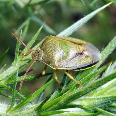 Piezodorus lituratus