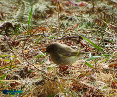 Phylloscopus collybita