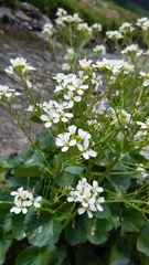 Cardamine asarifolia