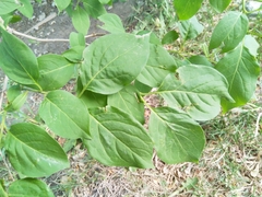 Syringa reticulata amurensis