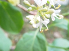Syringa reticulata amurensis
