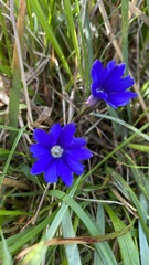 Gentiana dshimilensis