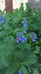 Symphytum caucasicum