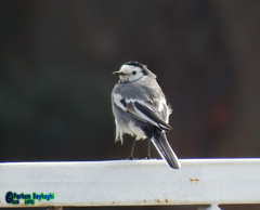 Motacilla alba