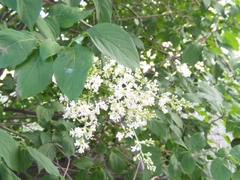 Syringa reticulata amurensis